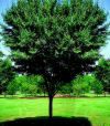Village Green Zelkova